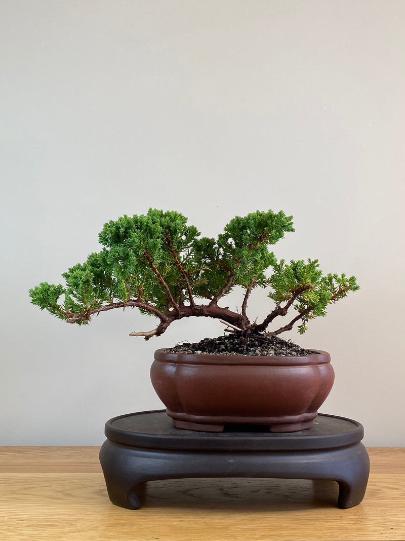 JAPANESE JUNIPER (JJ2103055)