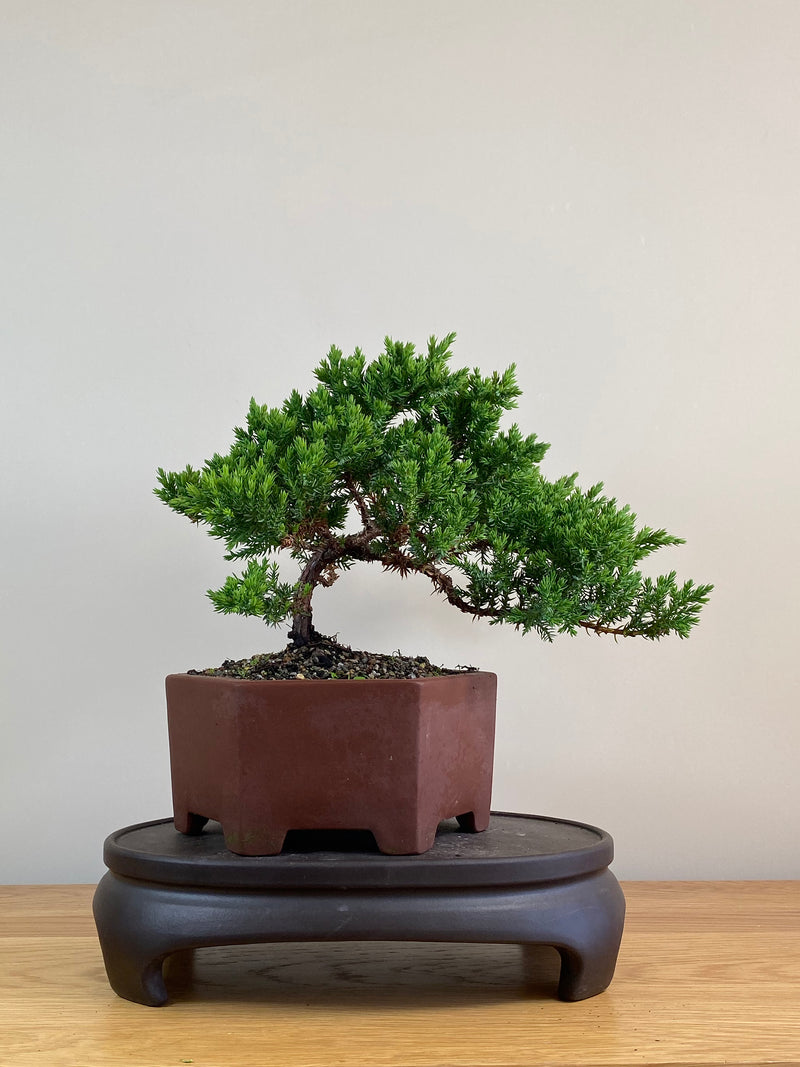 JAPANESE JUNIPER (JJ2103056)