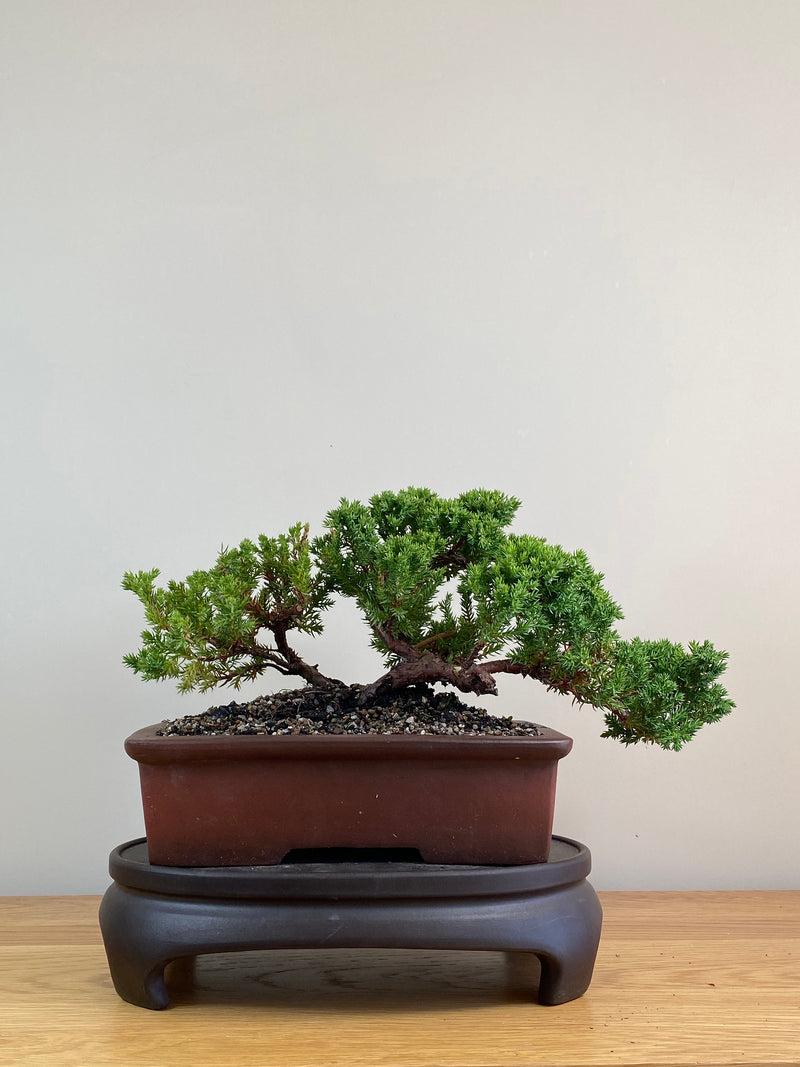 JAPANESE JUNIPER (JJ2103057)