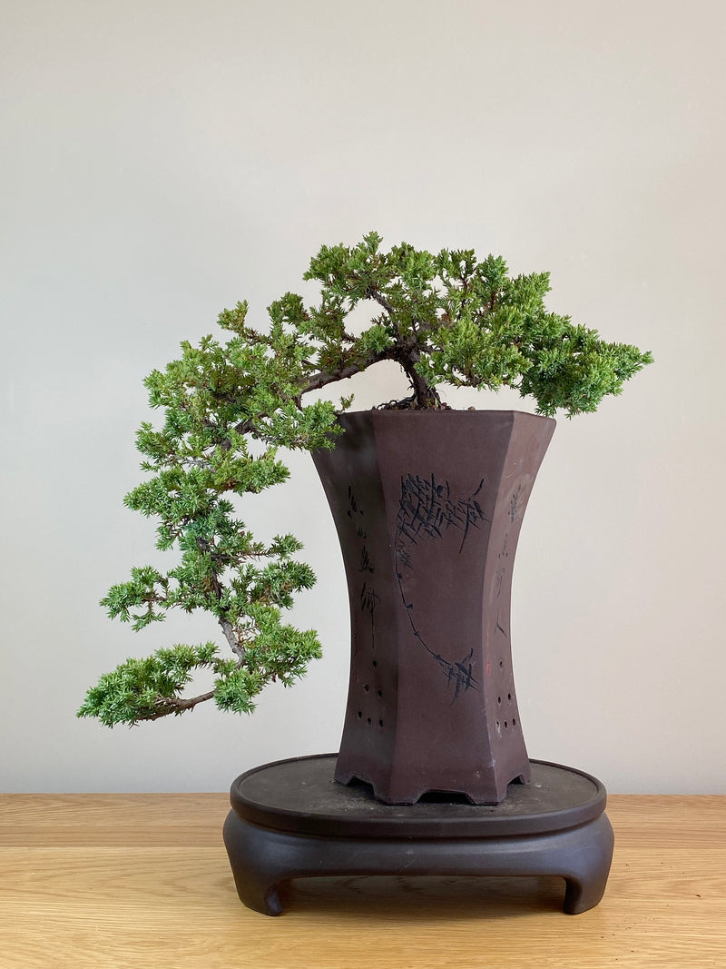 JAPANESE JUNIPER (JJ2103058)