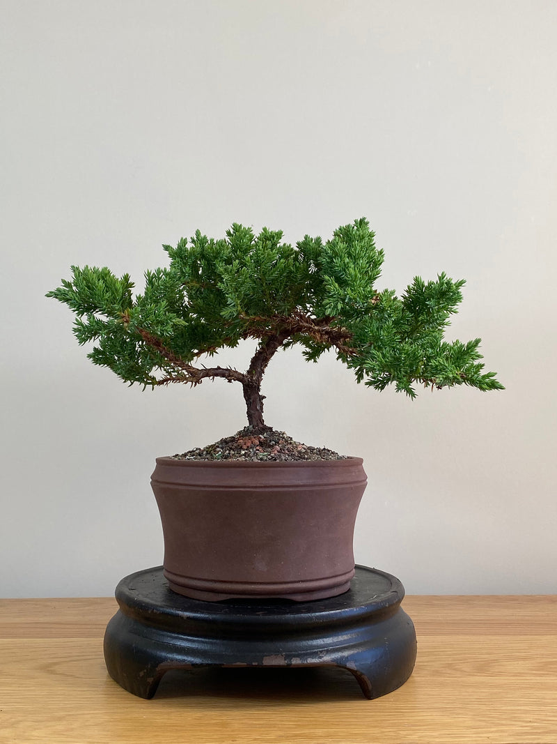JAPANESE JUNIPER (JJ2103059)
