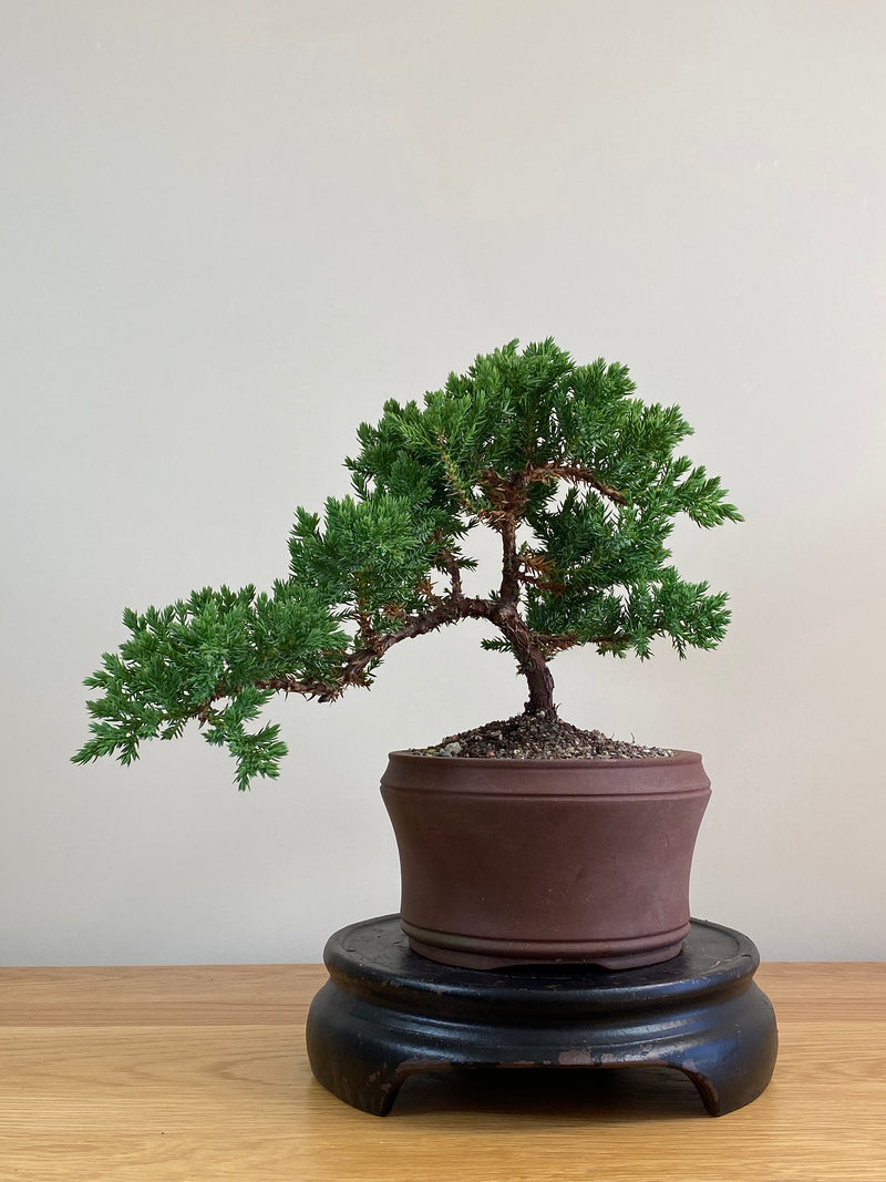 JAPANESE JUNIPER (JJ2103060)