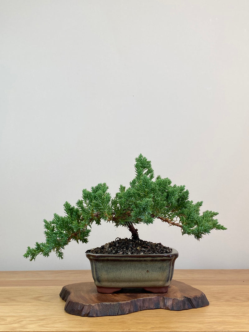JAPANESE JUNIPER (JJ2103061)