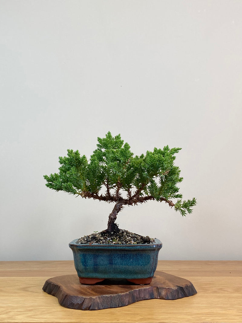 JAPANESE JUNIPER (JJ2103065)
