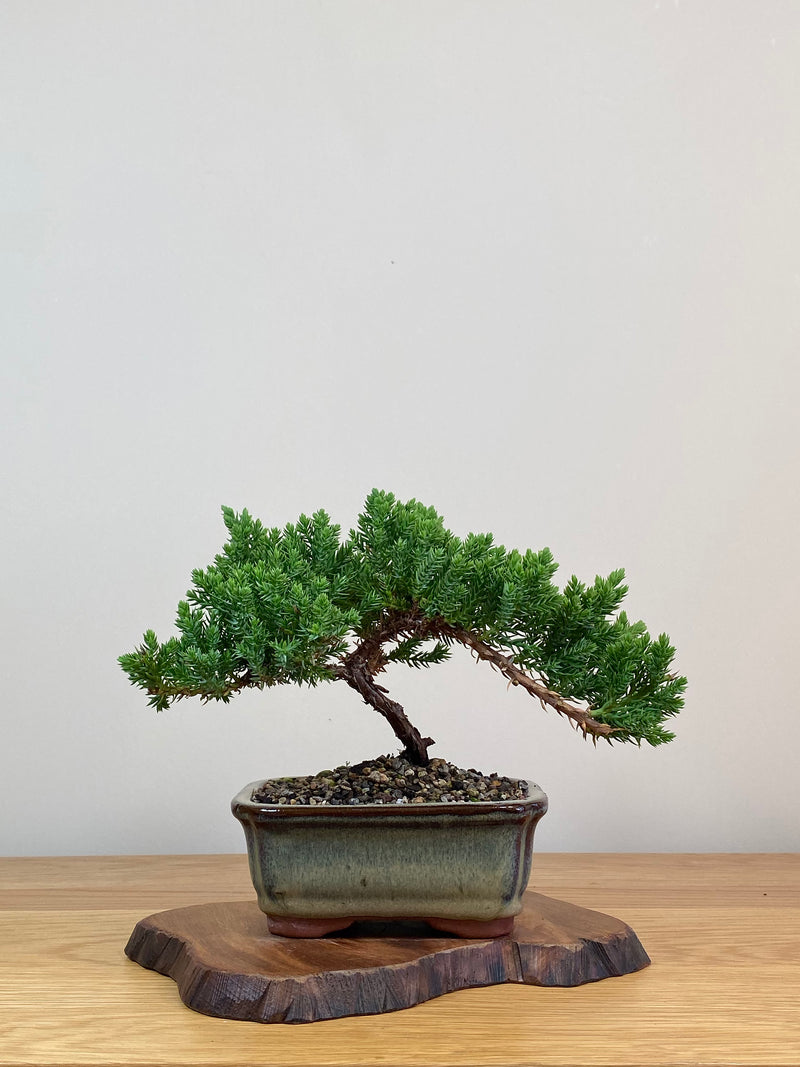 JAPANESE JUNIPER (JJ2103066)