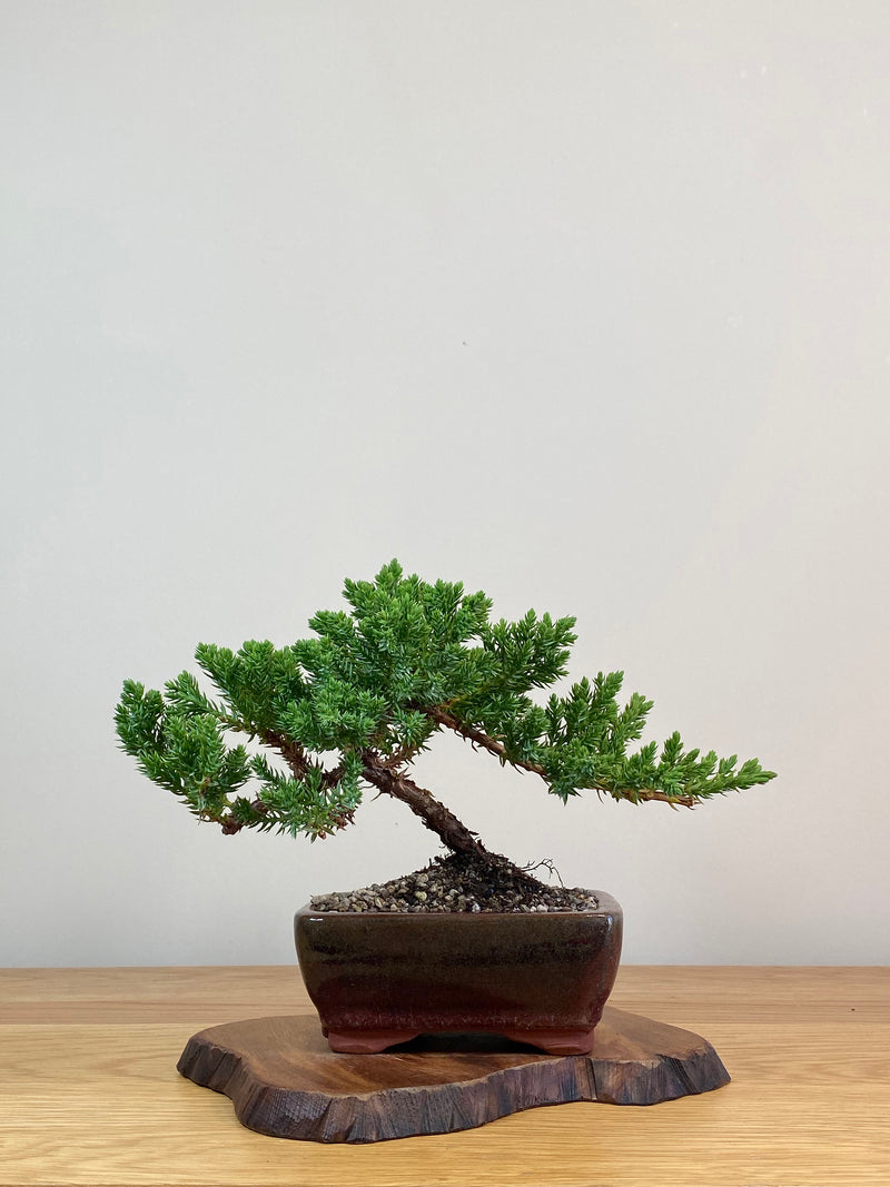 JAPANESE JUNIPER (JJ2103067)