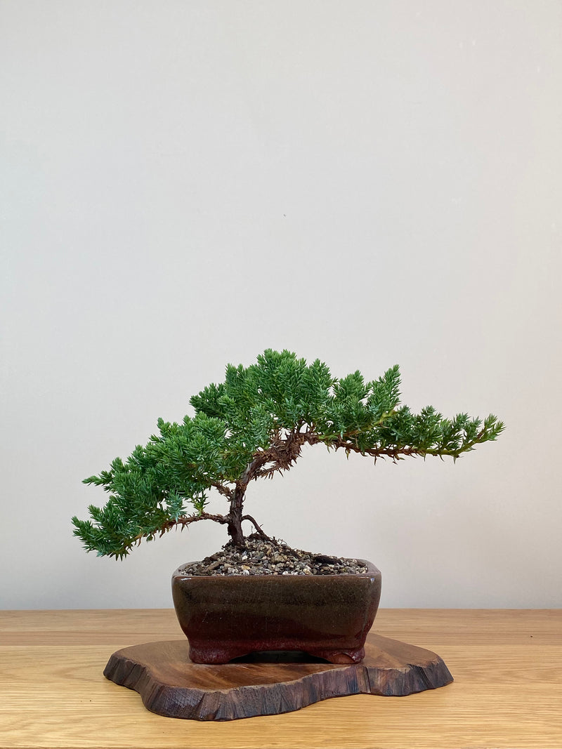 JAPANESE JUNIPER (JJ2103068)