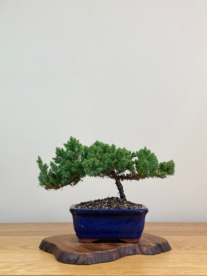 JAPANESE JUNIPER (JJ2103069)