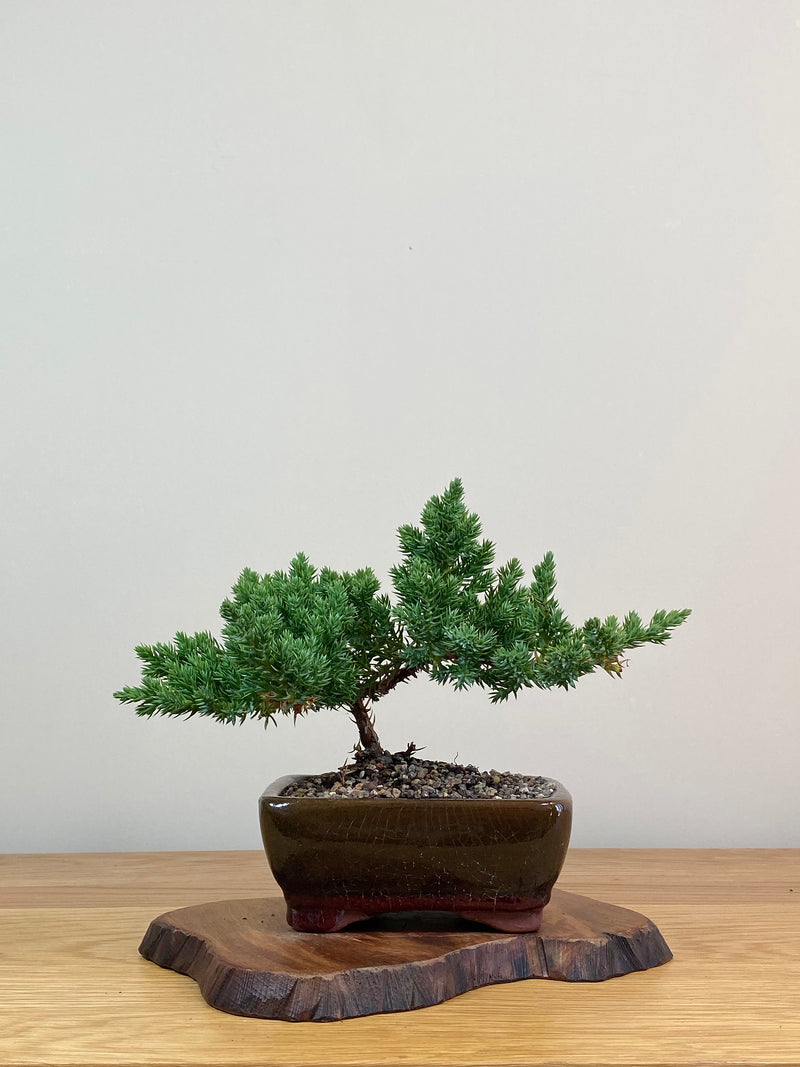 JAPANESE JUNIPER (JJ2103070)