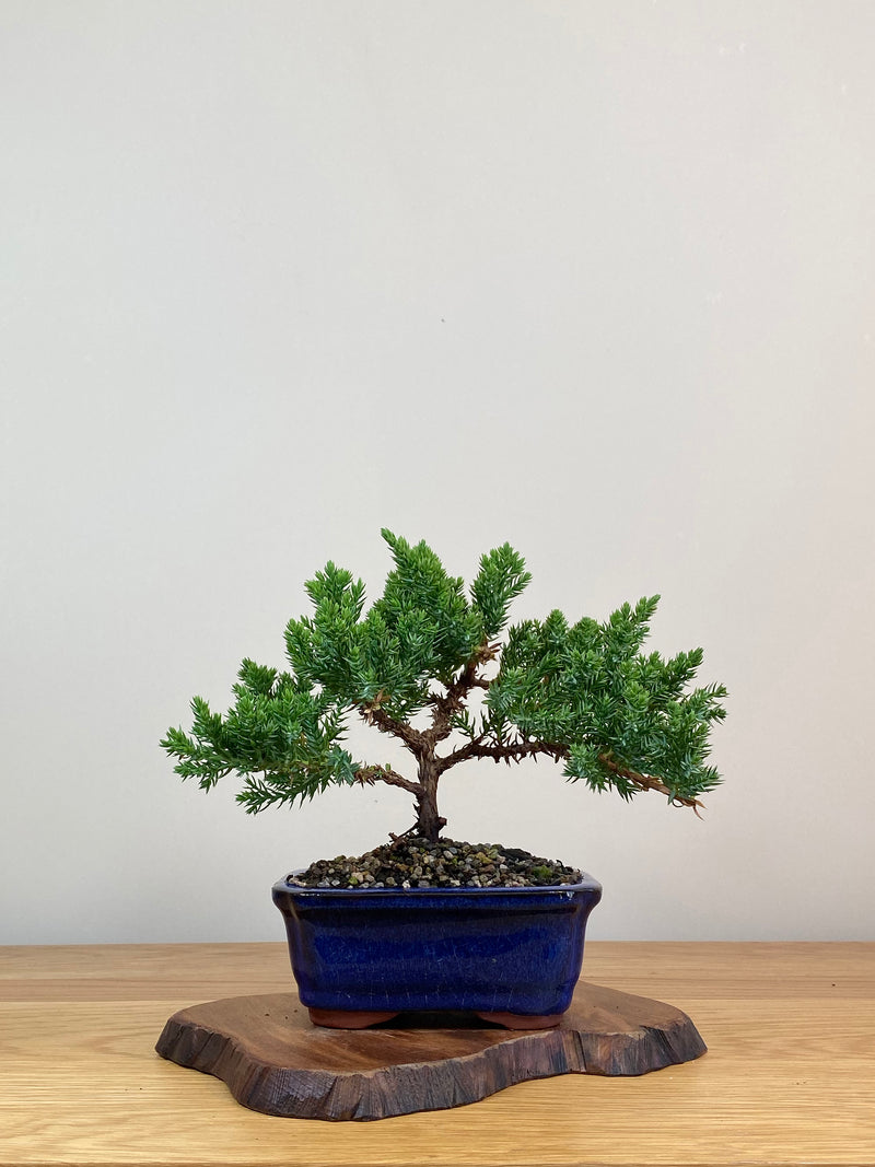 JAPANESE JUNIPER (JJ2103072)