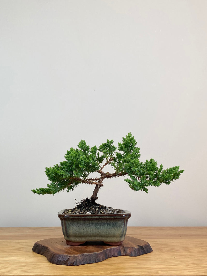 JAPANESE JUNIPER (JJ2103073)