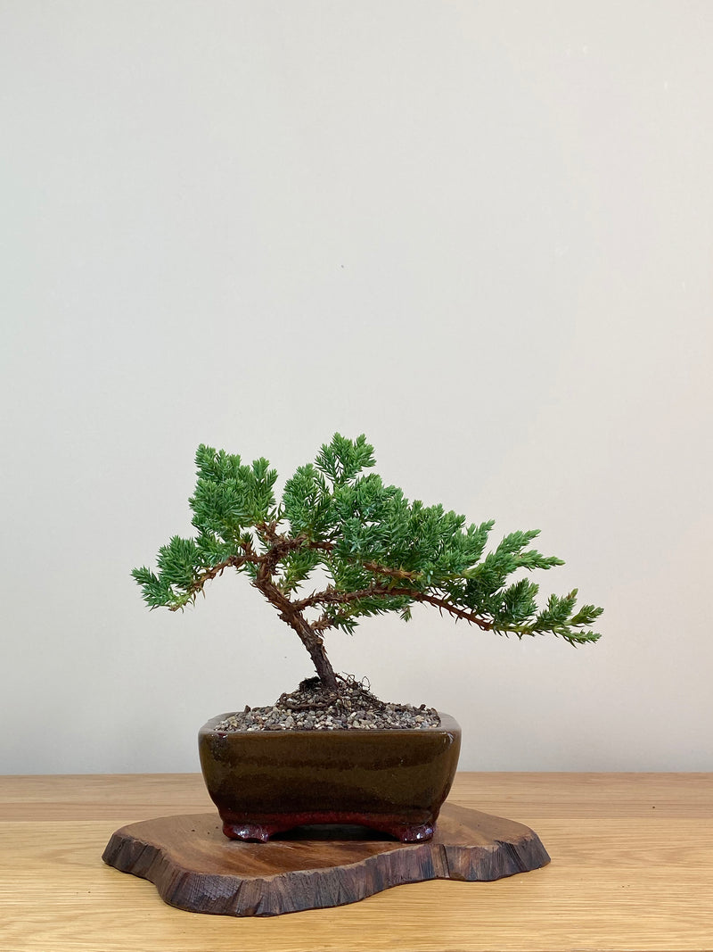 JAPANESE JUNIPER (JJ2103074)