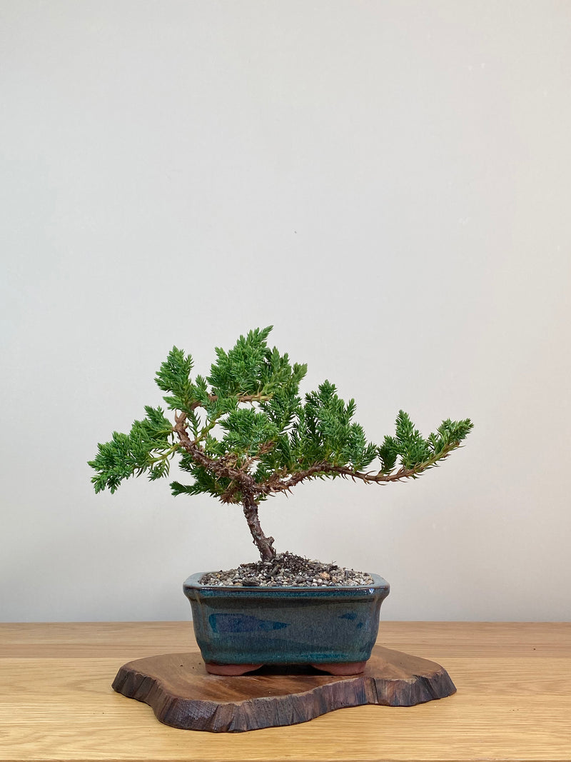 JAPANESE JUNIPER (JJ2103075)