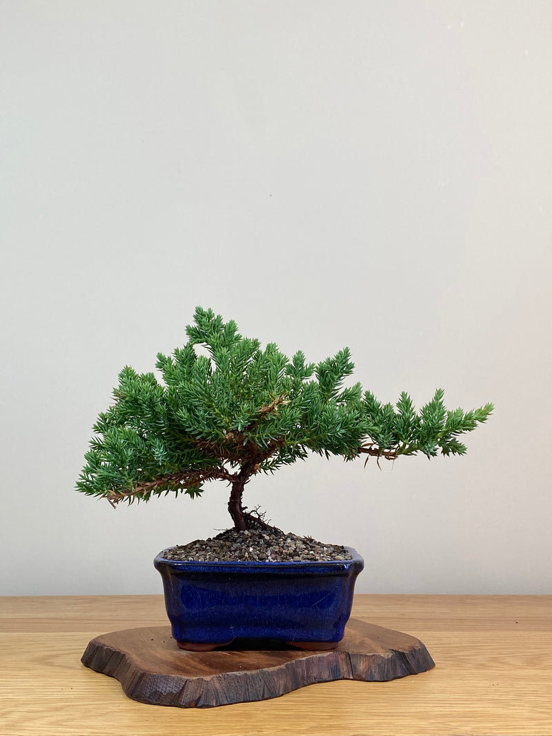 JAPANESE JUNIPER (JJ2103076)