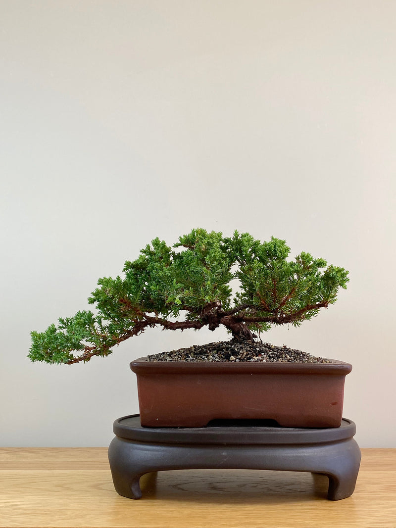 JAPANESE JUNIPER (JJ2104002)