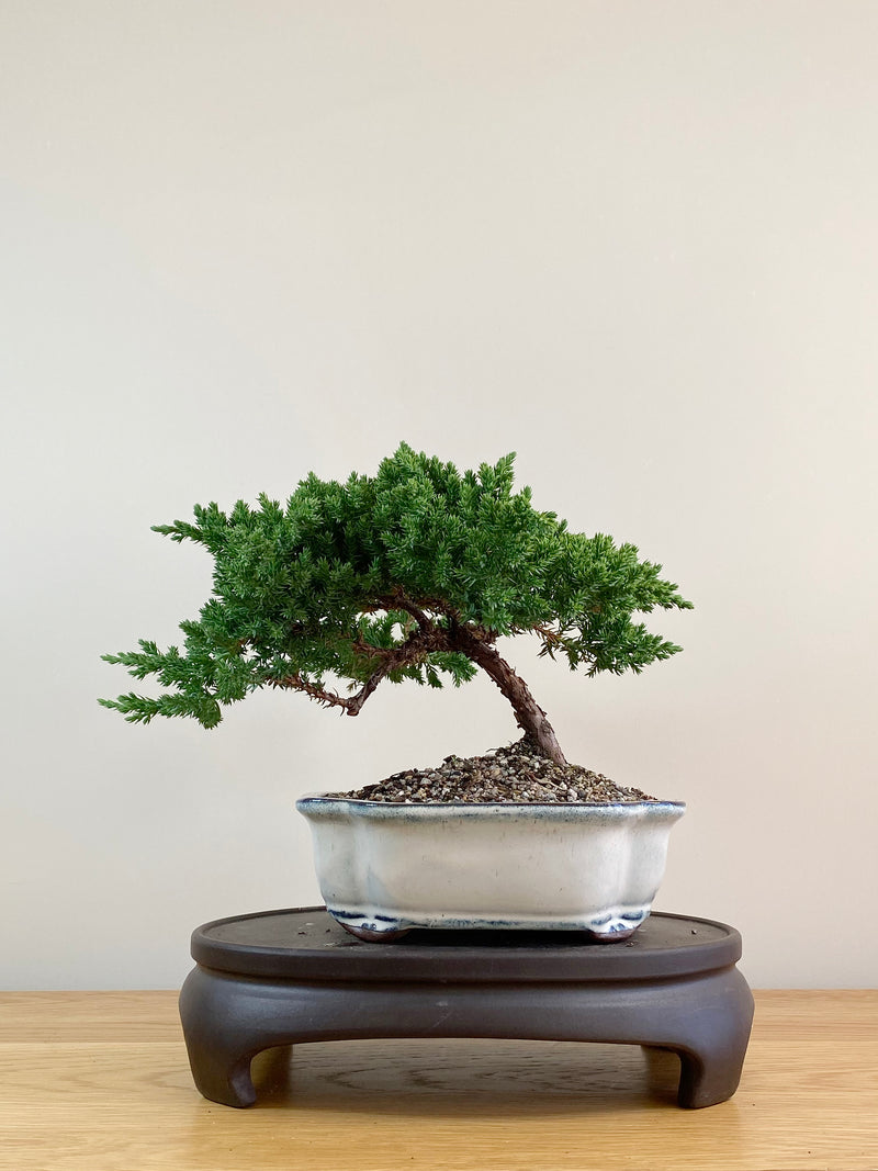 JAPANESE JUNIPER (JJ2104003)