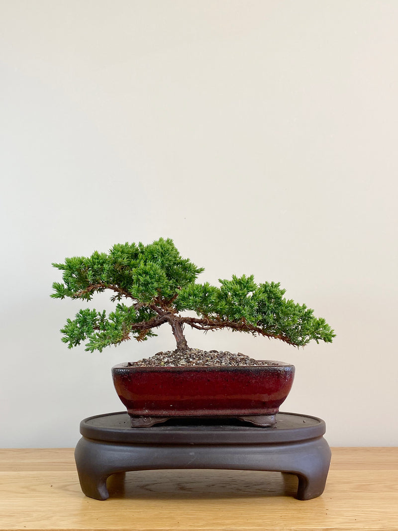 JAPANESE JUNIPER (JJ2104005)
