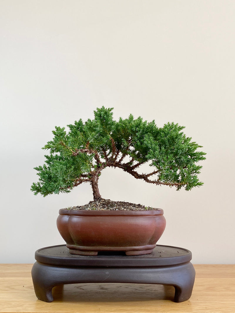 JAPANESE JUNIPER (JJ2104006)