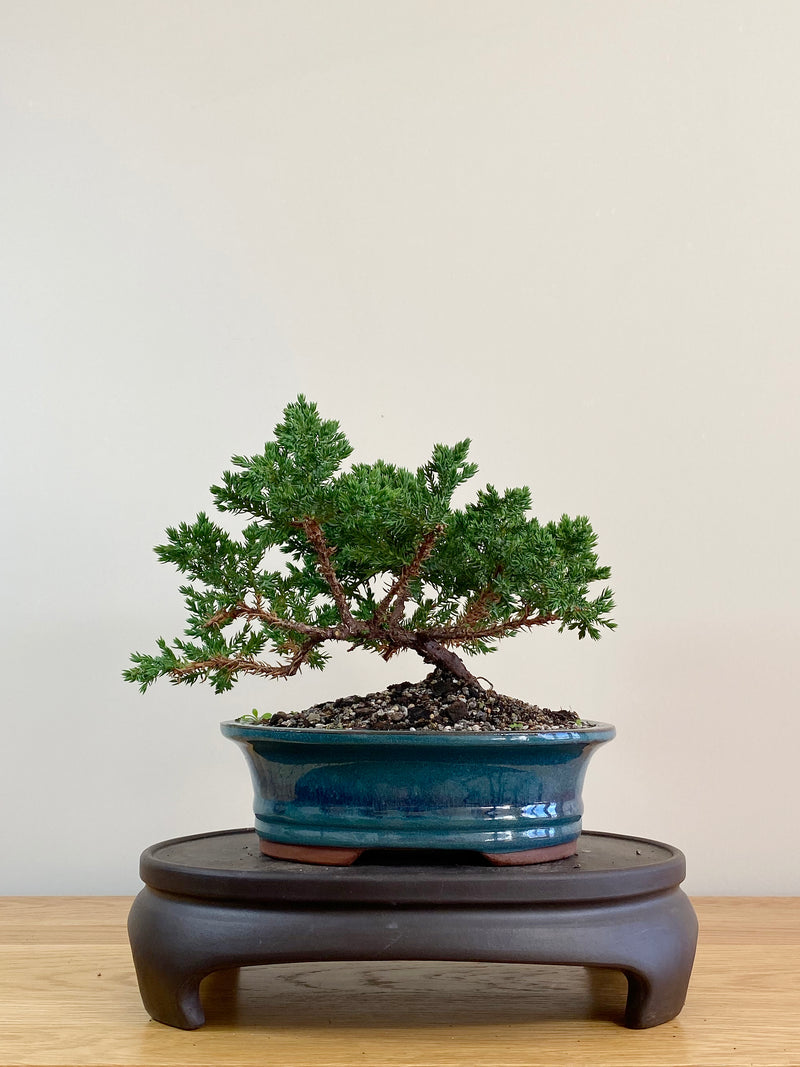 JAPANESE JUNIPER (JJ2104007)