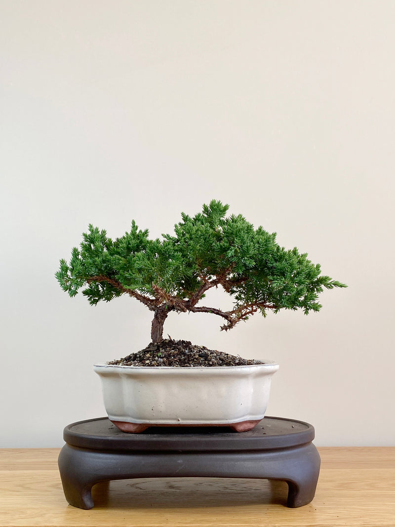 JAPANESE JUNIPER (JJ2104009)