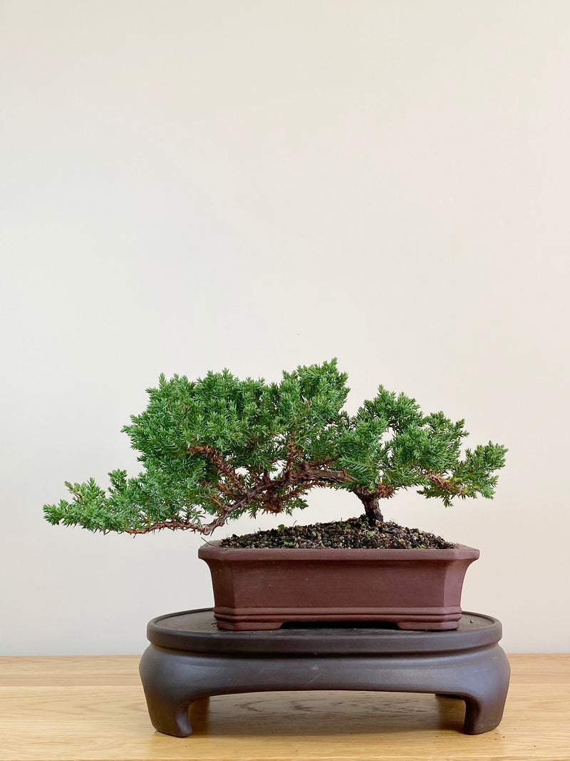 JAPANESE JUNIPER (JJ2104011)