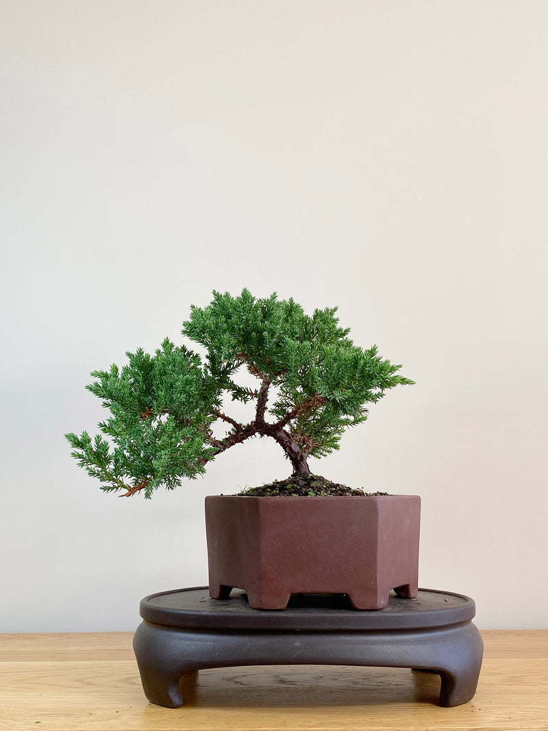 JAPANESE JUNIPER (JJ2104012)