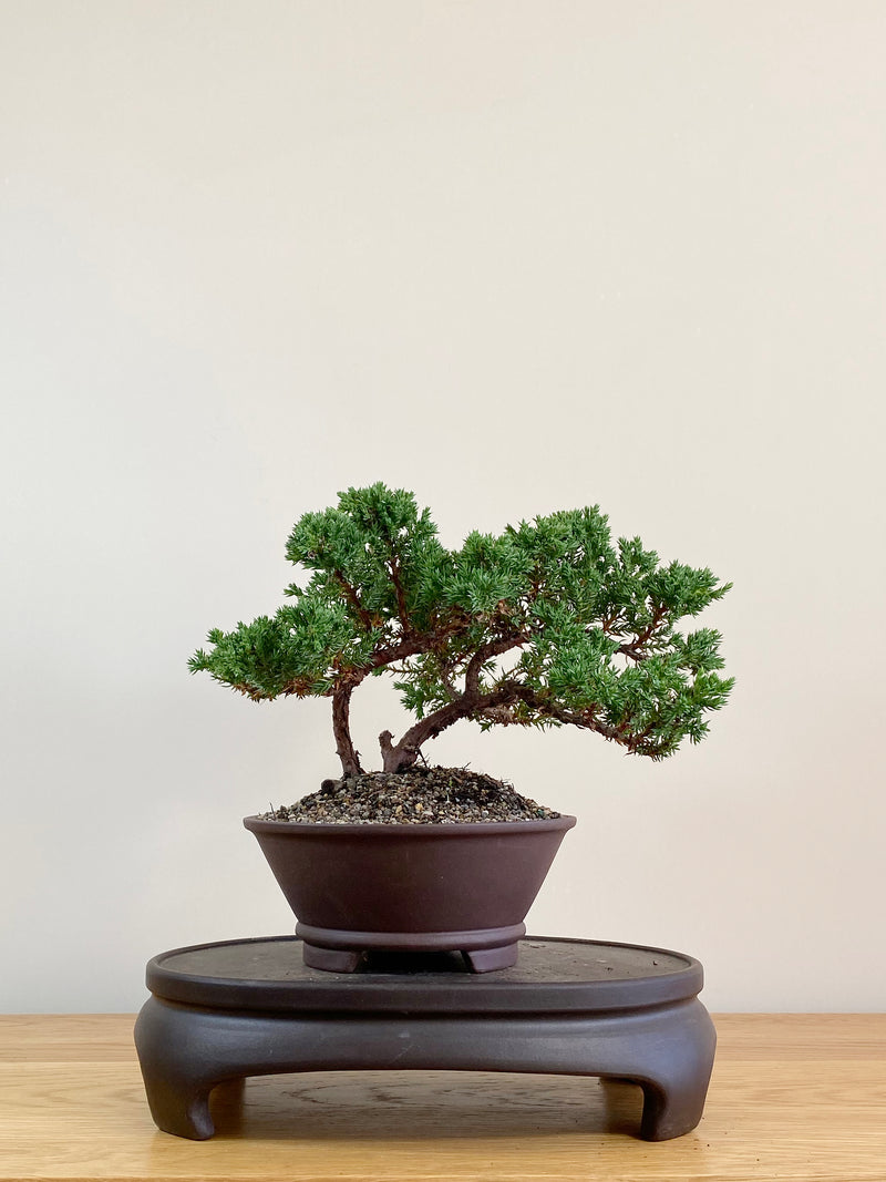 JAPANESE JUNIPER (JJ2104015)