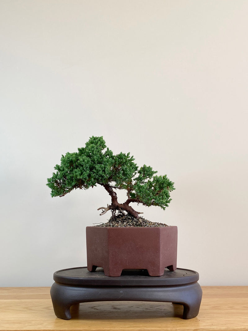 JAPANESE JUNIPER (JJ2104016)