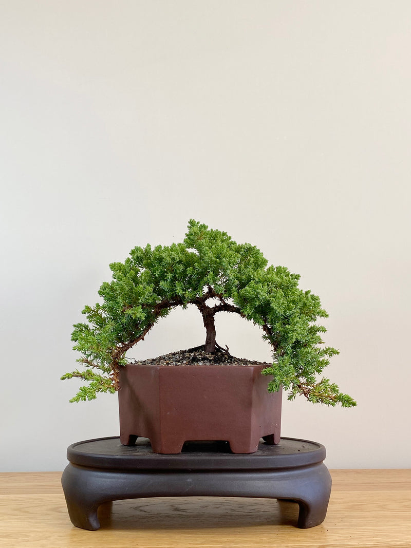 JAPANESE JUNIPER (JJ2104017)