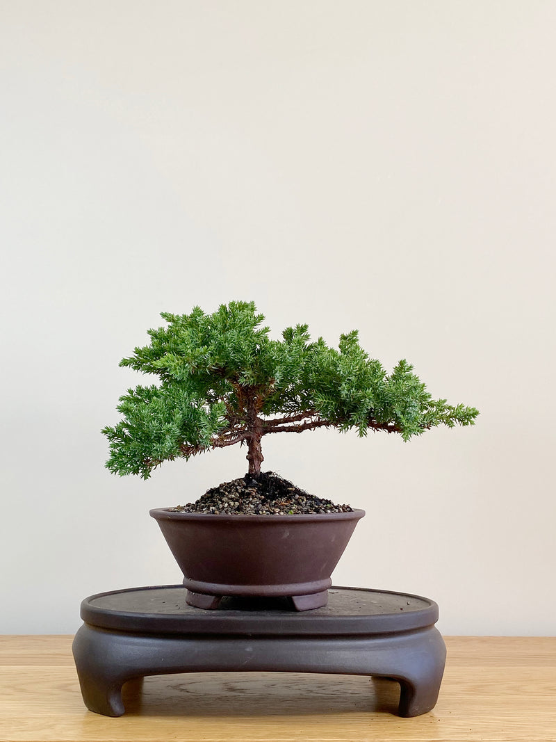 JAPANESE JUNIPER (JJ2104019)
