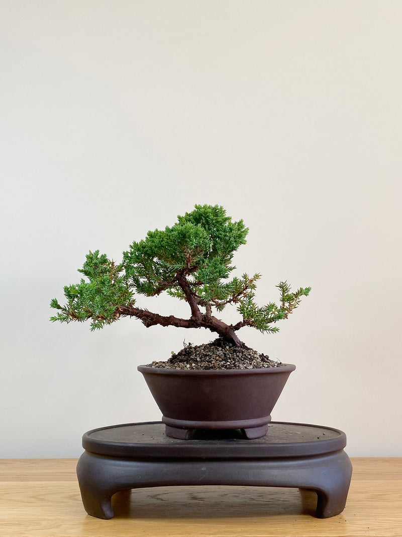 JAPANESE JUNIPER (JJ2104020)