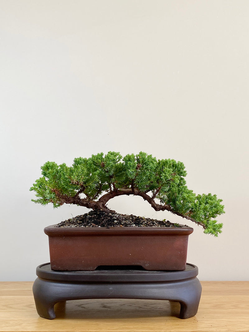 JAPANESE JUNIPER (JJ2104021)