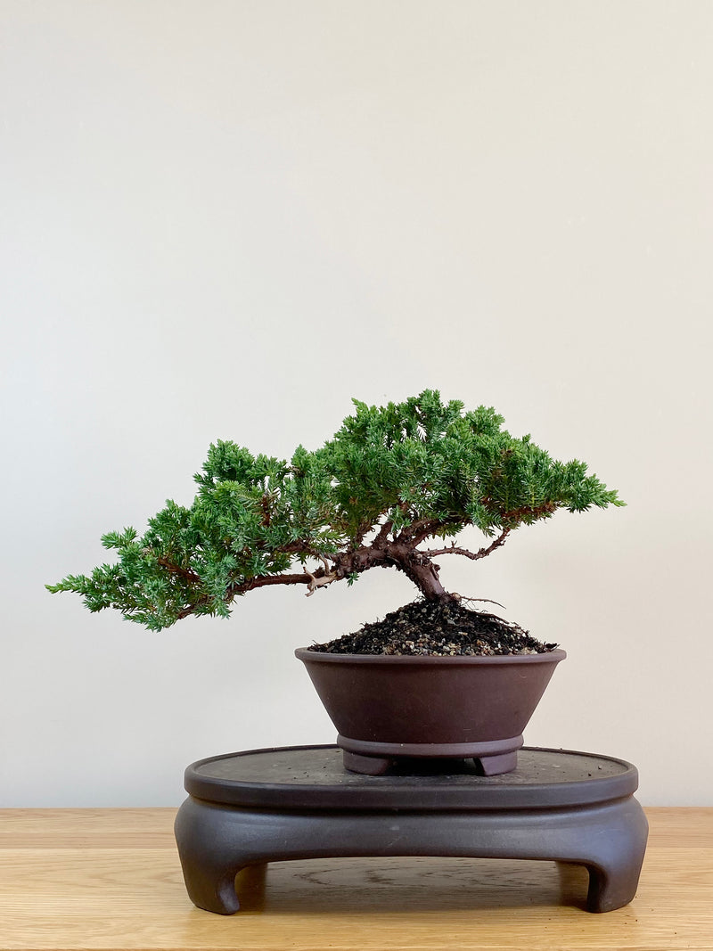 JAPANESE JUNIPER (JJ2104023)