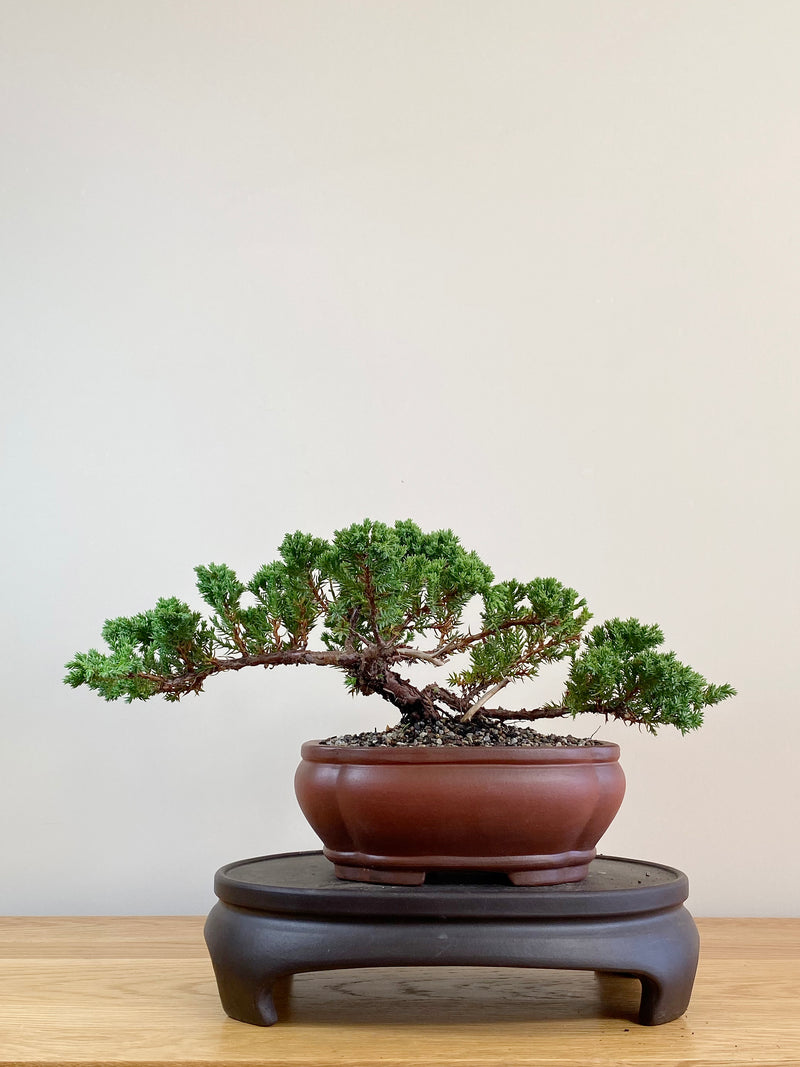 JAPANESE JUNIPER (JJ2104025)