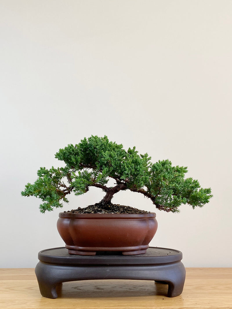 JAPANESE JUNIPER (JJ2104026)