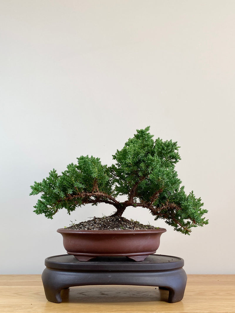 JAPANESE JUNIPER (JJ2104028)