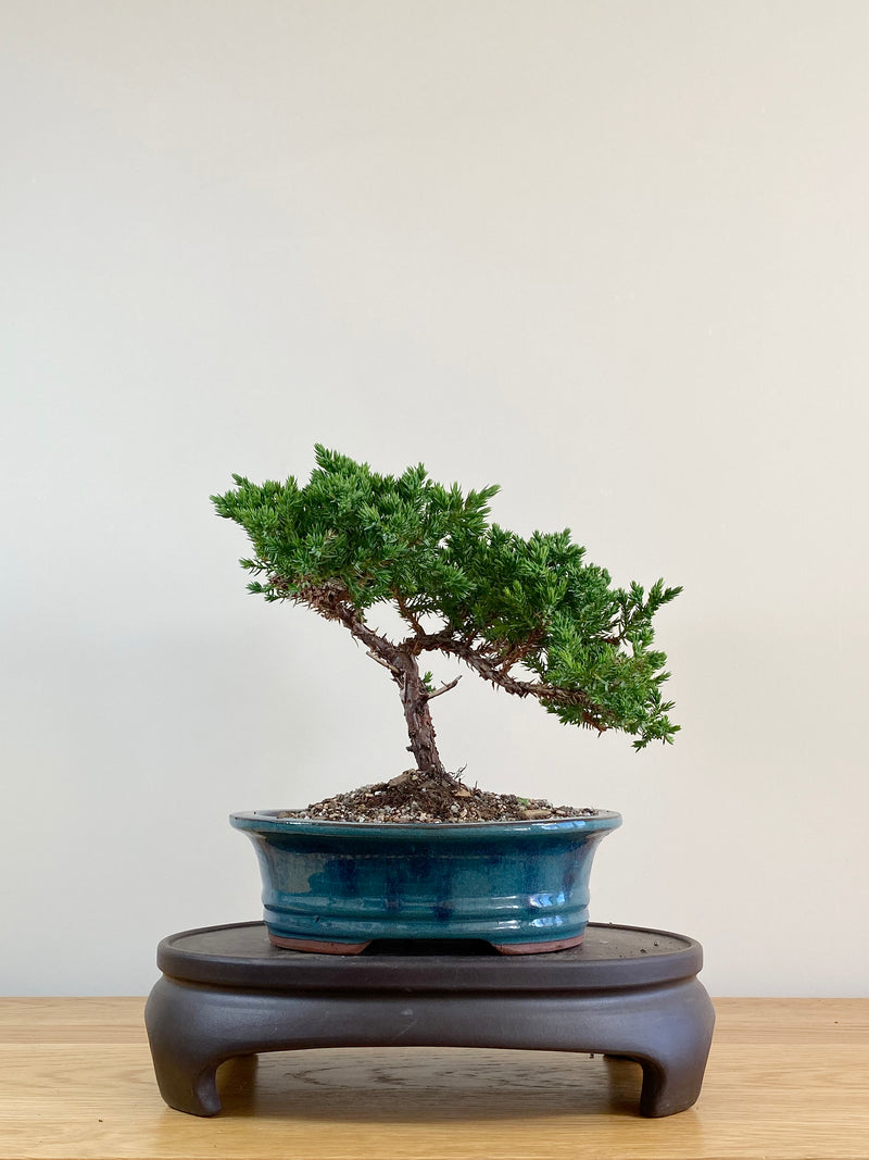 JAPANESE JUNIPER (JJ2104030)
