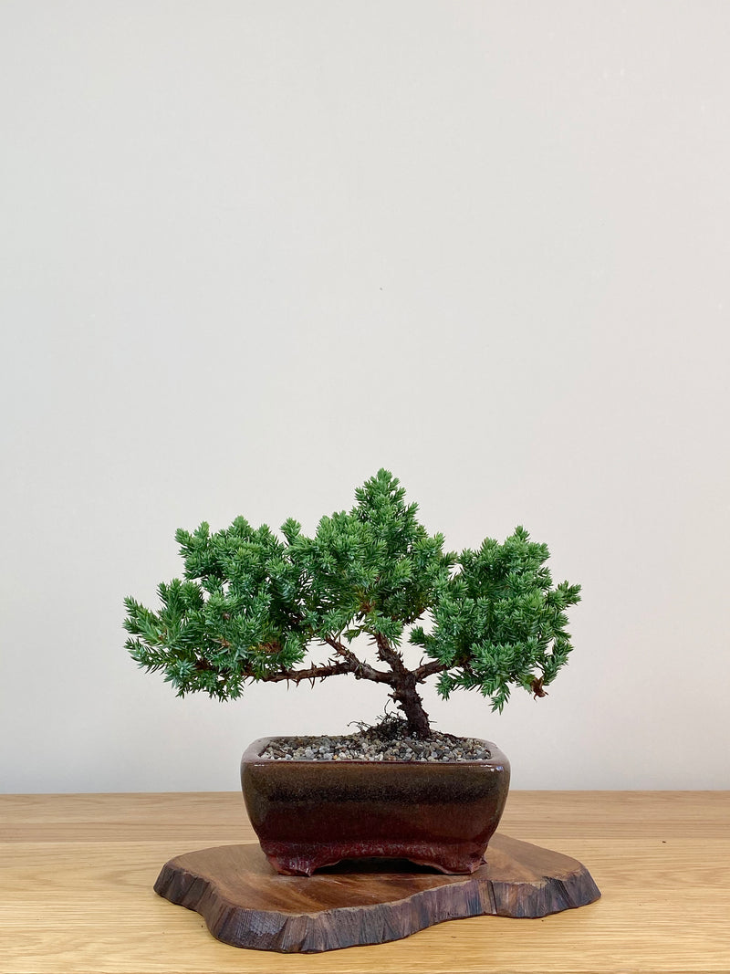 JAPANESE JUNIPER (JJ2104031)