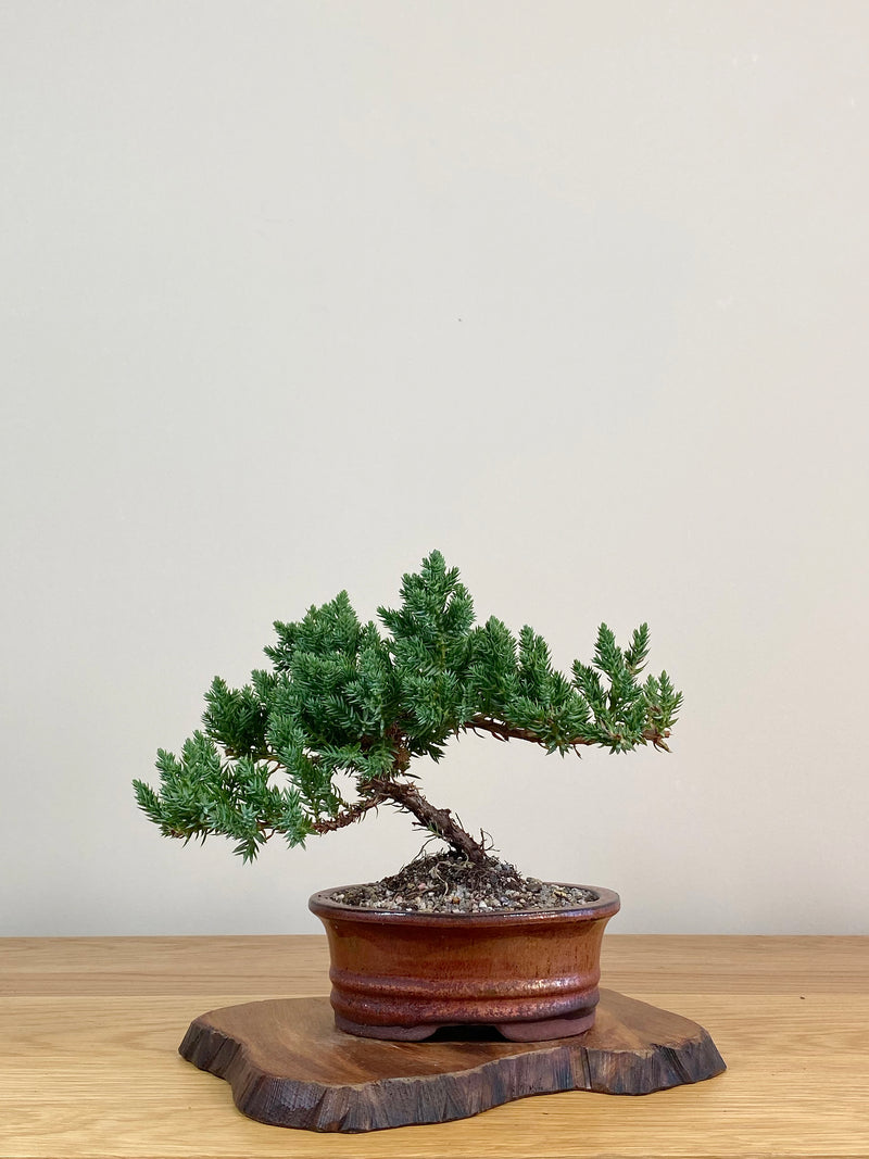 JAPANESE JUNIPER (JJ2104032)