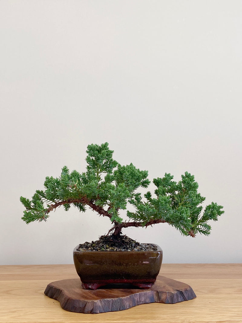 JAPANESE JUNIPER (JJ2104040)