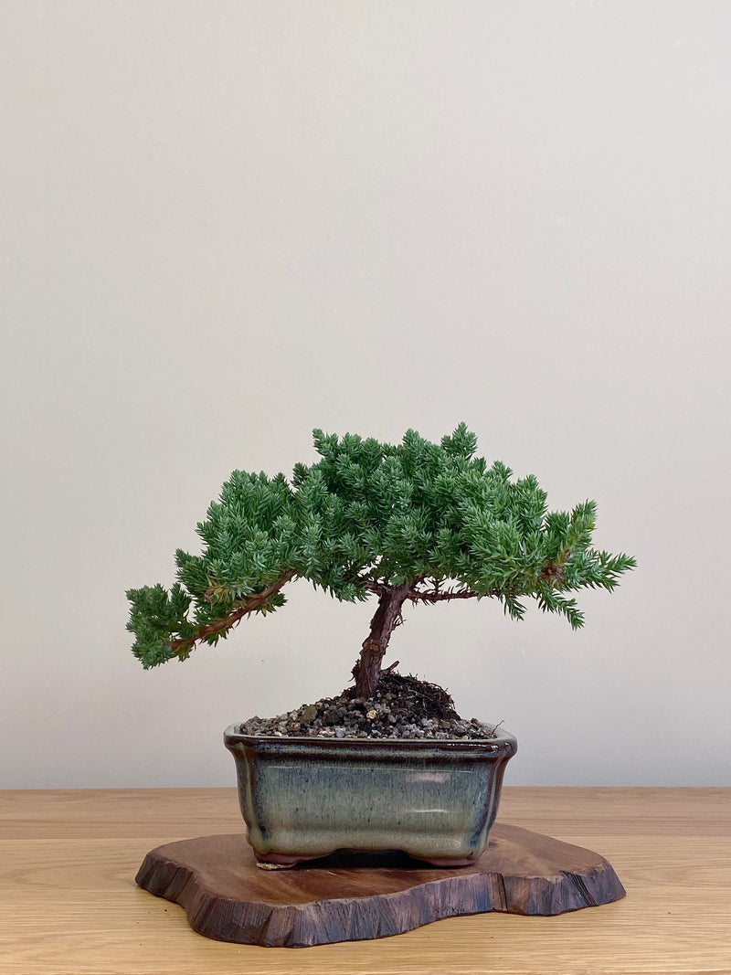 JAPANESE JUNIPER (JJ2104041)