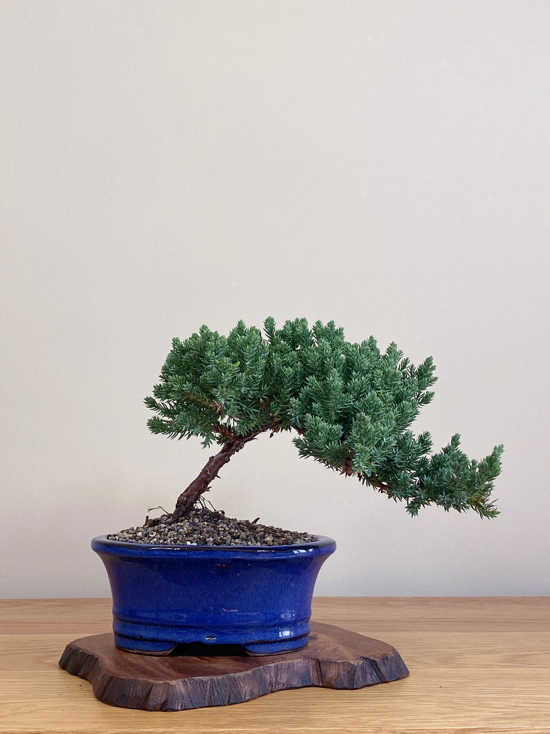 JAPANESE JUNIPER (JJ2104042)