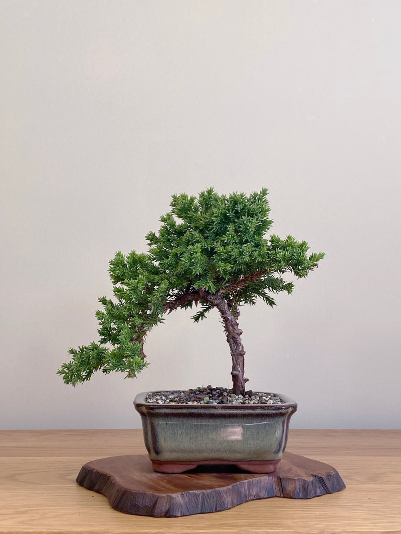 JAPANESE JUNIPER (JJ2104044)