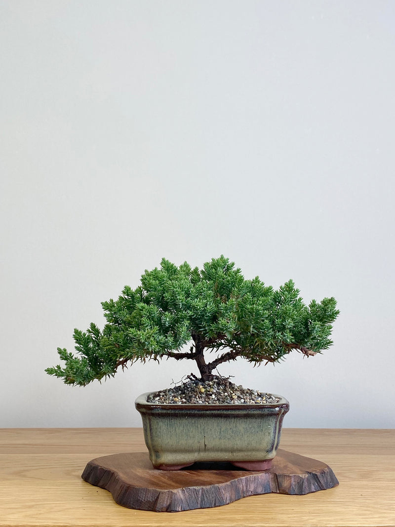 JAPANESE JUNIPER (JJ2104045)
