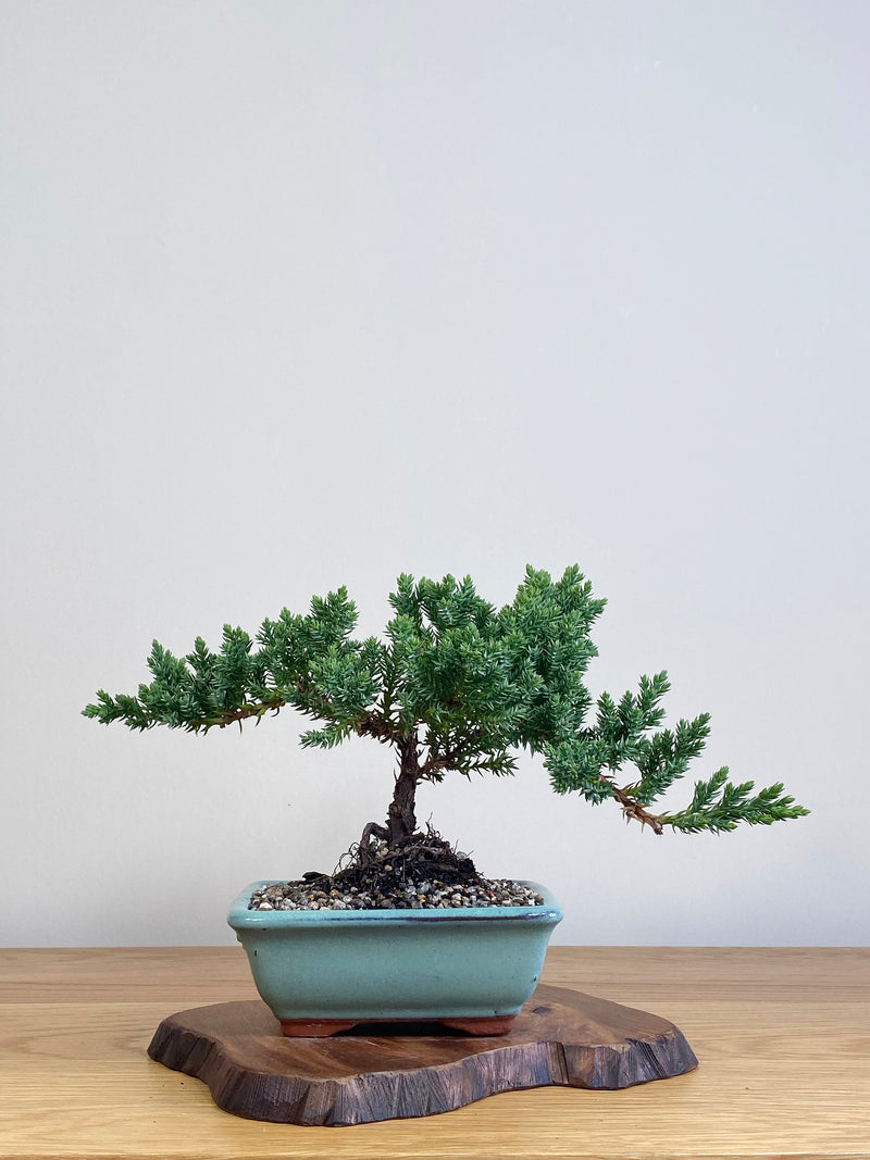 JAPANESE JUNIPER (JJ2104046)