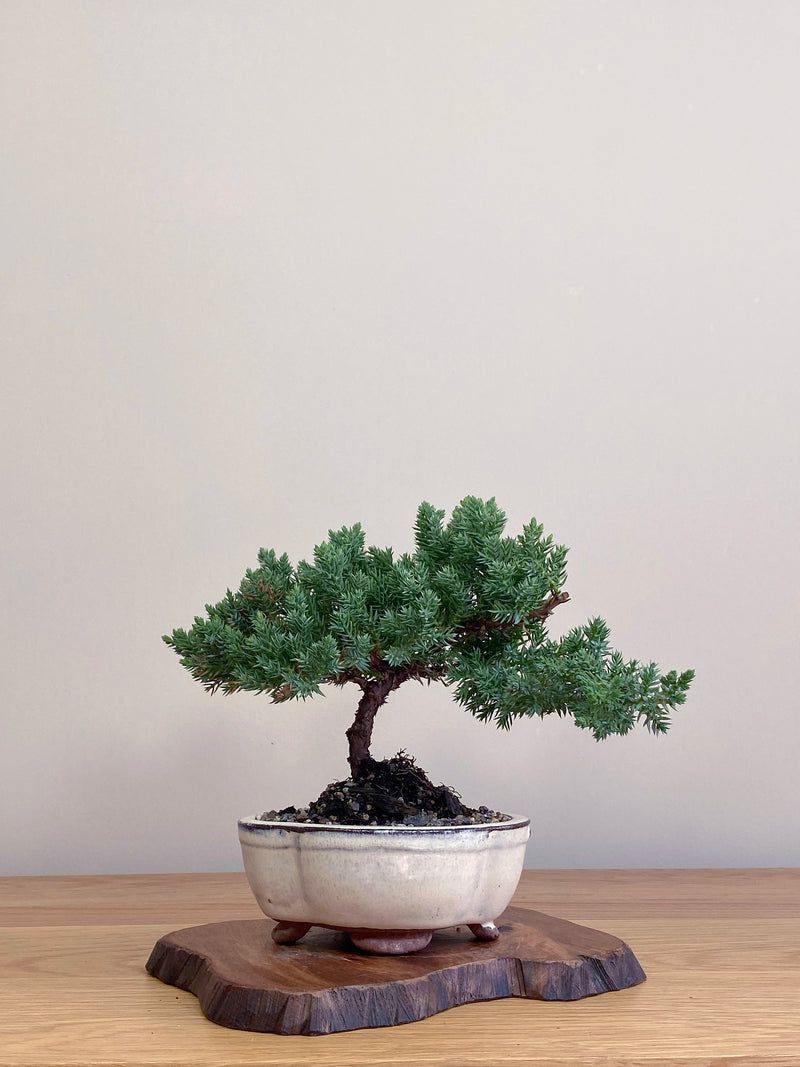 JAPANESE JUNIPER (JJ2104048)
