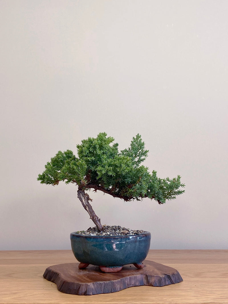 JAPANESE JUNIPER (JJ2104049)