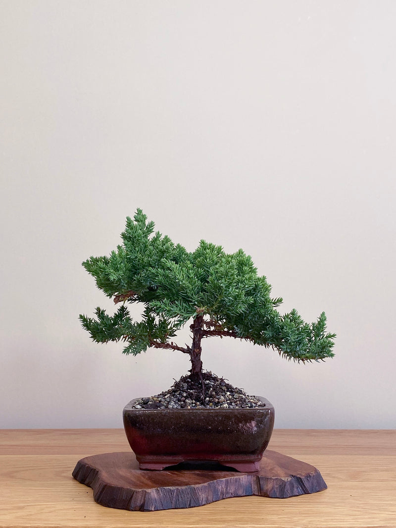 JAPANESE JUNIPER (JJ2104050)