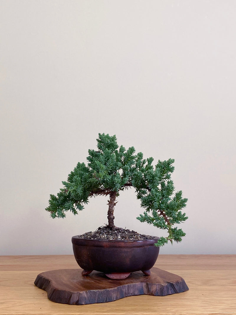 JAPANESE JUNIPER (JJ2104051)