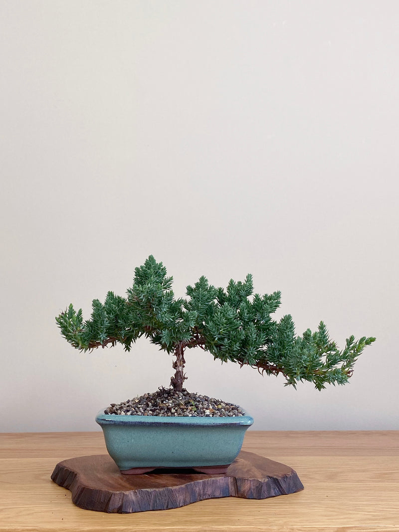 JAPANESE JUNIPER (JJ2104052)